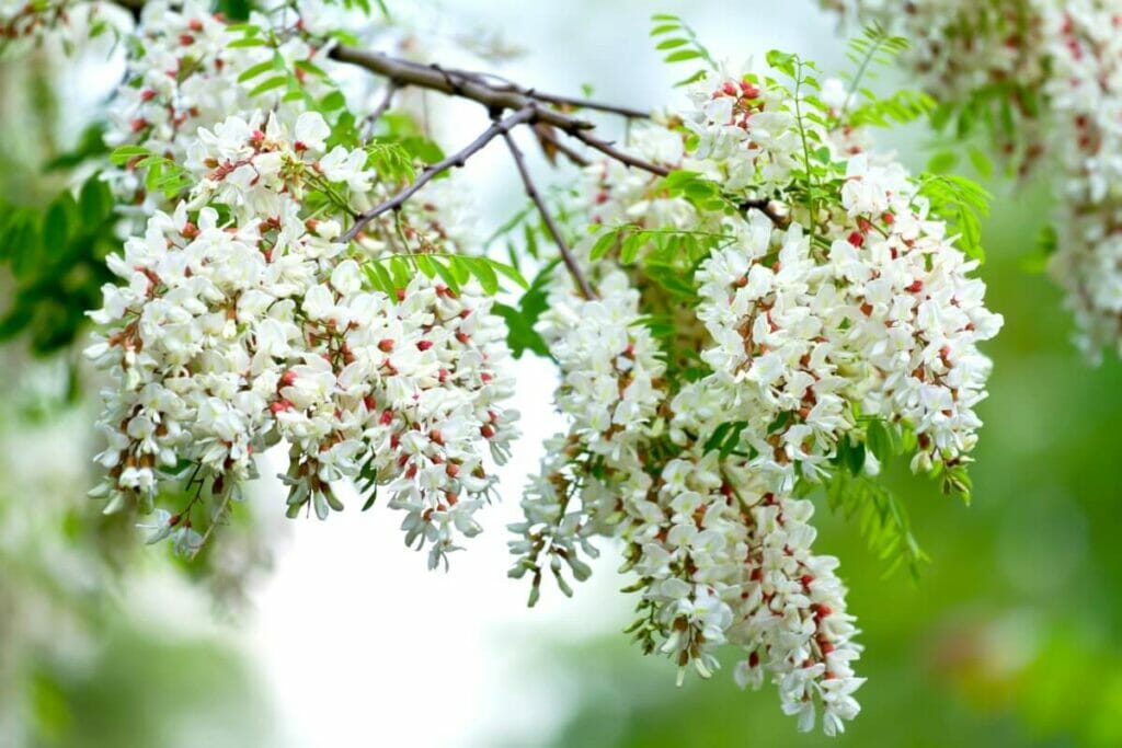 Types, espèces et cultivars populaires