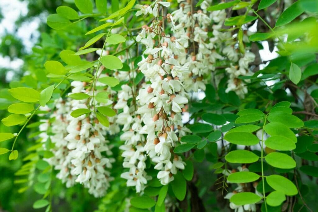 A propos des fleurs d'acacia