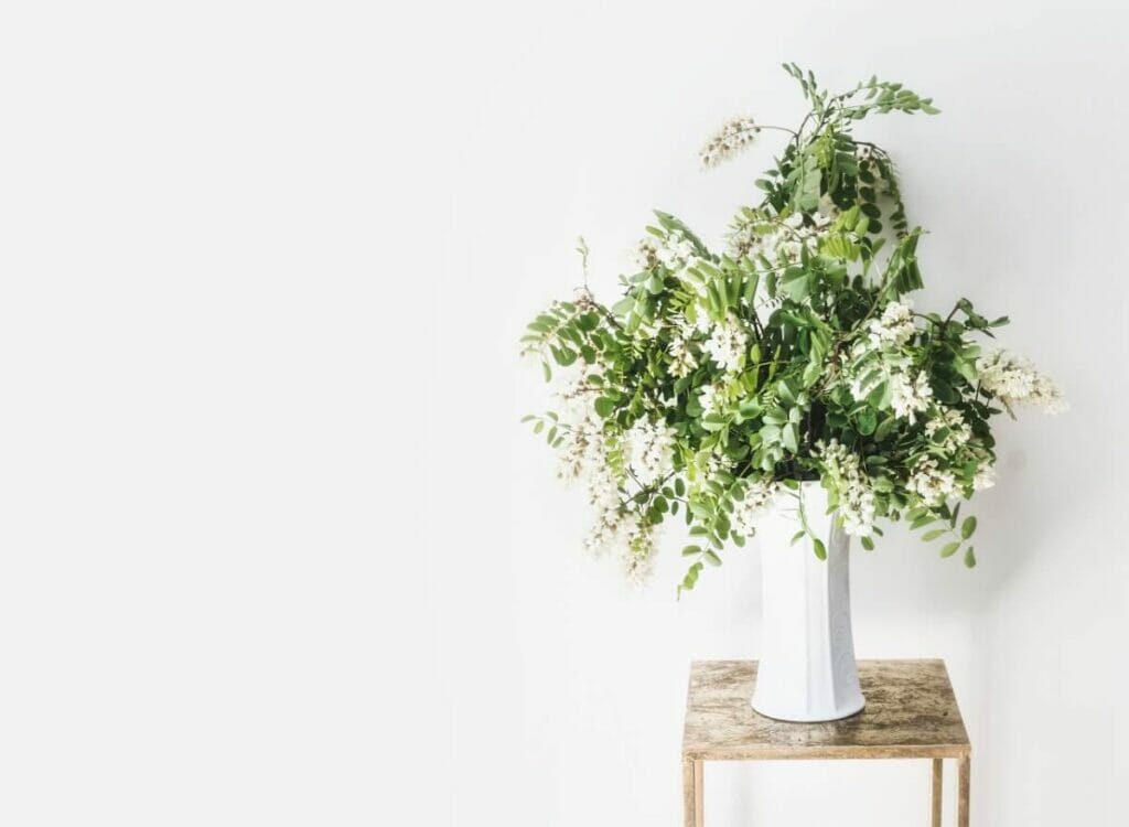 Occasions de cadeaux appropriées pour les fleurs d'acacia