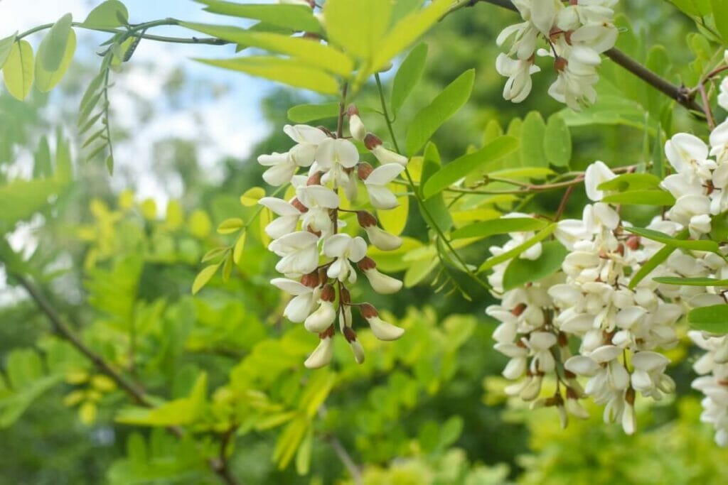 L'importance culturelle des fleurs d'acacia