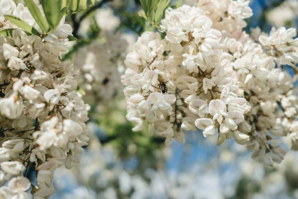 Fleurs d'acacia dans le langage des fleurs de l'époque victorienne