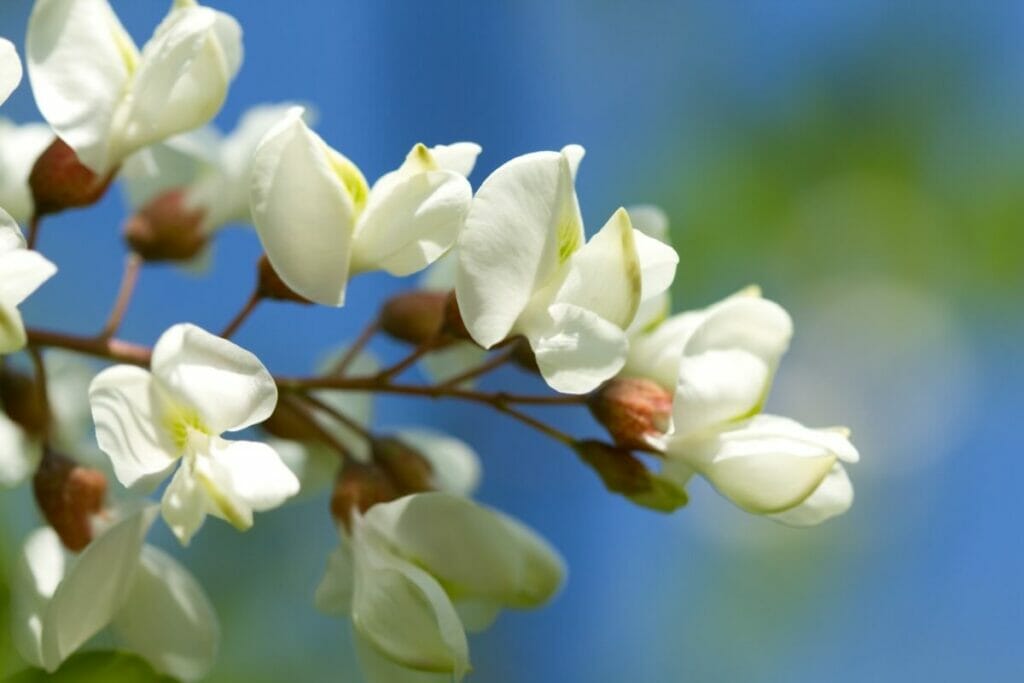 Signification et symbolisme de la fleur d'acacia