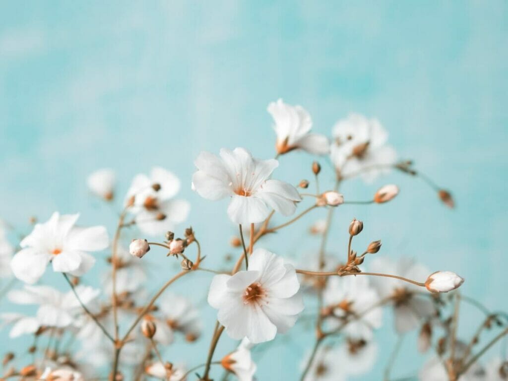 A propos de Baby's Breath Flowers