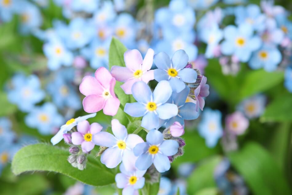 A propos des fleurs oubliées