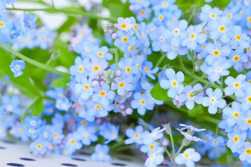L'importance culturelle des fleurs oubliées