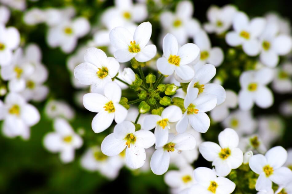 Utilisations et bienfaits des fleurs Myosotis
