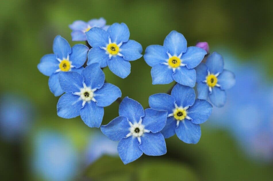 Signification et symbolisme de la fleur Myosotis