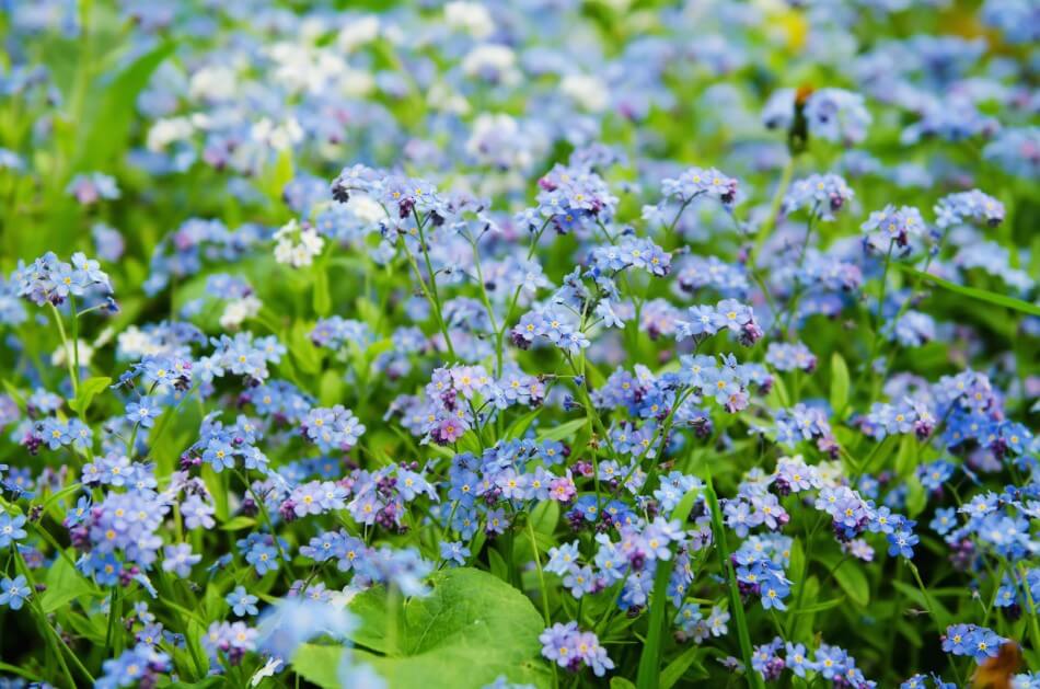 Types, espèces et cultivars populaires
