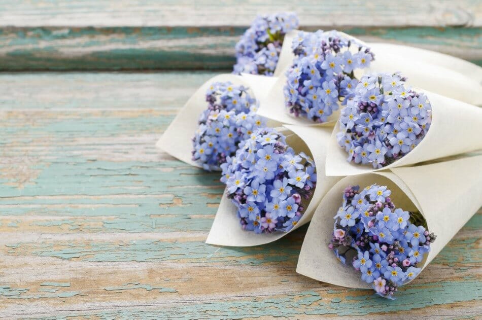 Occasions de cadeaux appropriées pour les fleurs Myosotis