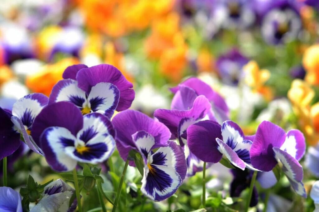 A propos de Pansy Flowers