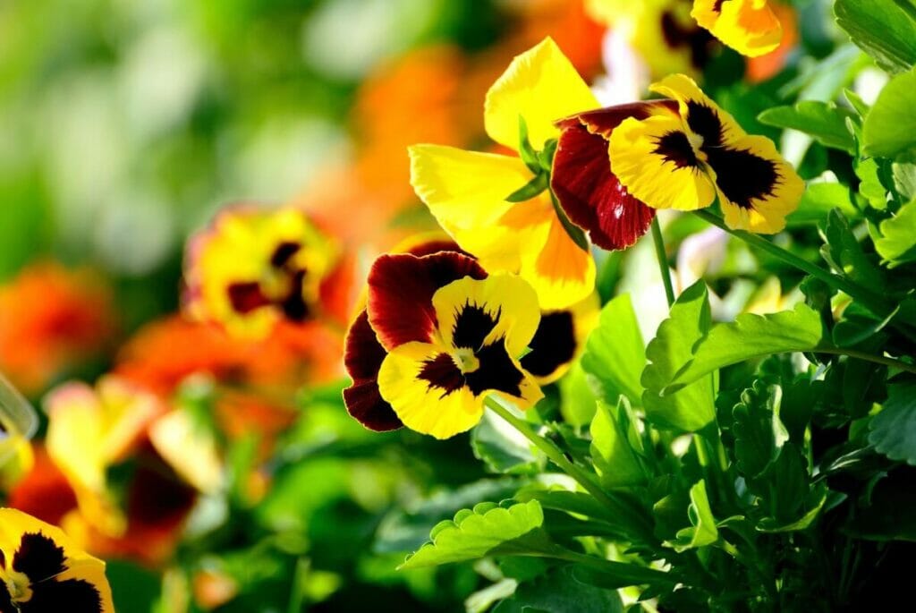 Quelles sont les régions où les fleurs de pensées sont originaires ?