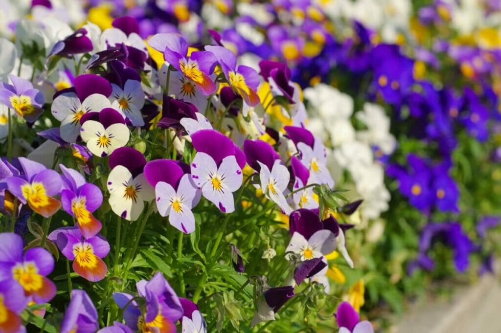 Signification de la fleur de pensée dans le langage victorien des fleurs