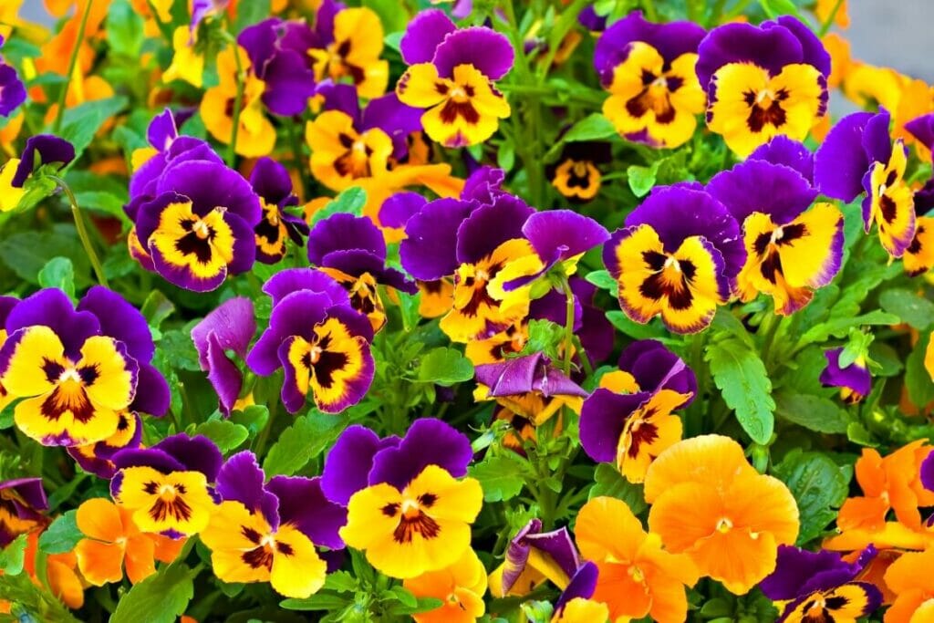 La signification, le symbolisme et l'importance culturelle des fleurs de pensées