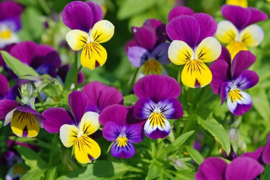 Types populaires de fleurs de pensées
