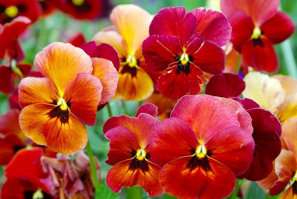 Utilisations et bienfaits des fleurs de pensées