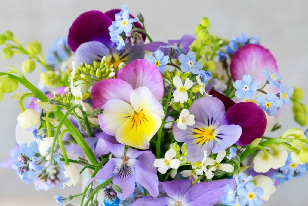 Occasions de cadeaux appropriées pour les fleurs de pensées