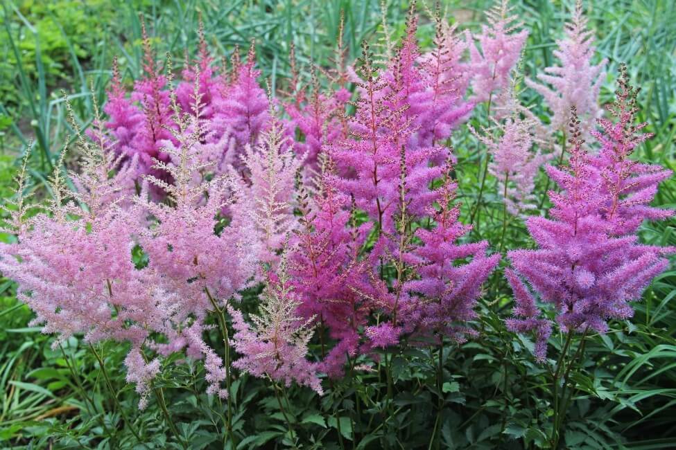 Utilisations et bienfaits des fleurs d'astilbe