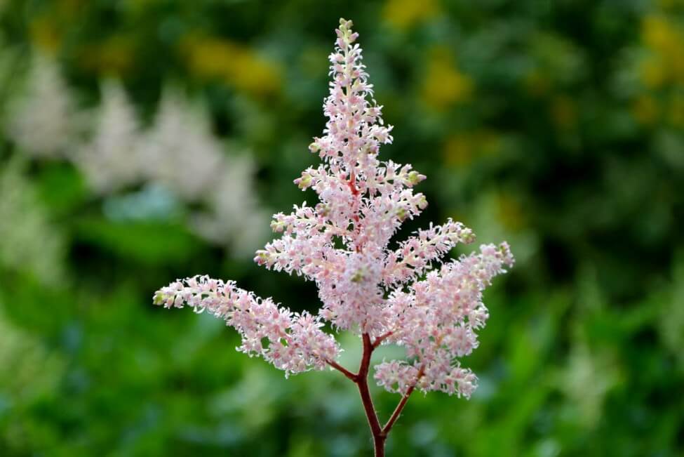 Signification et symbolisme de la fleur d'Astilbe