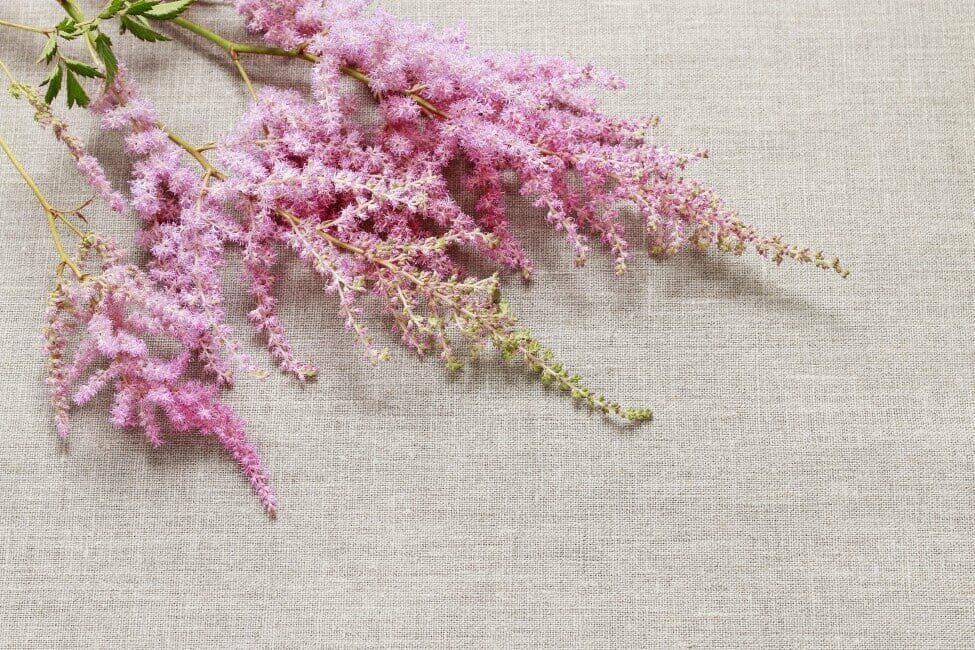 Comment prendre soin des fleurs d'astilbe fraîchement coupées