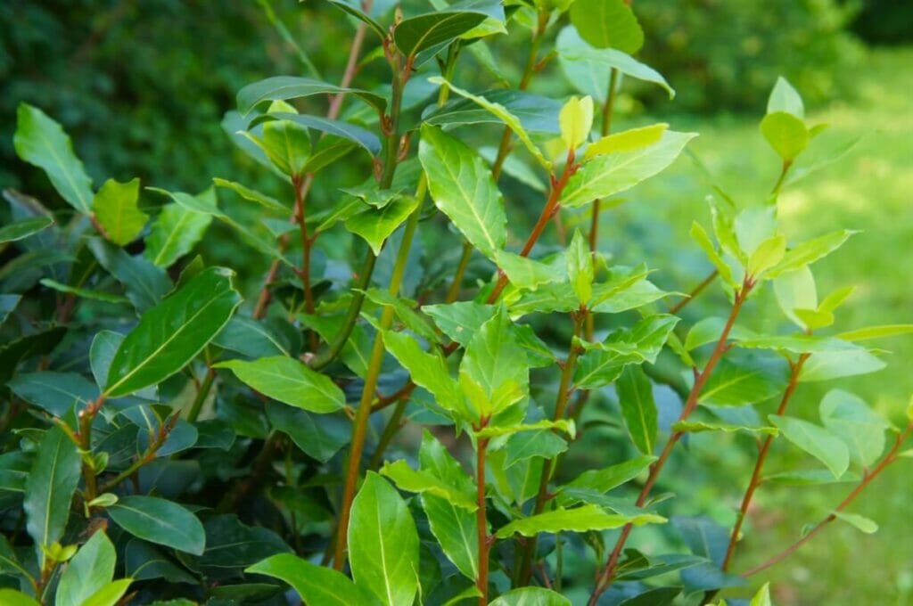 Types, espèces et cultivars populaires de laurier-sauce
