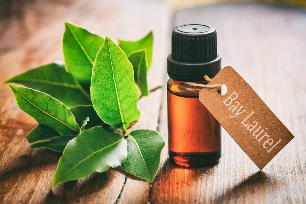 Utilisations et bienfaits du laurier (Laurus nobilis)