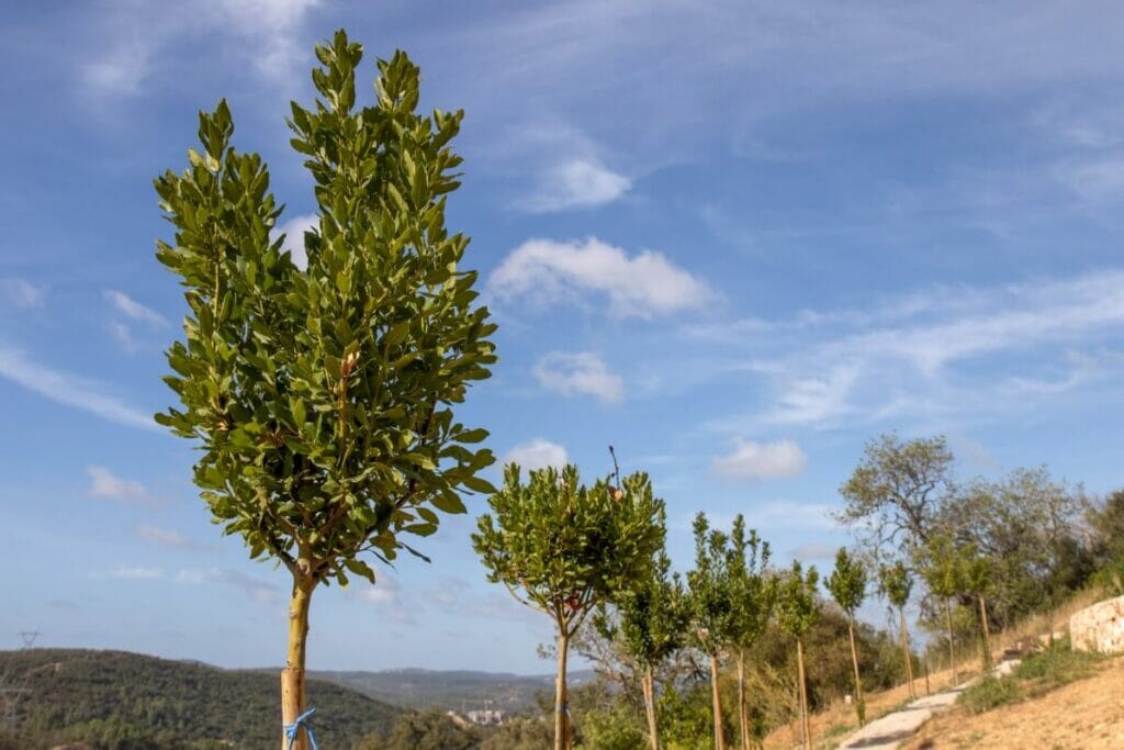Quelles sont les régions où le Laurier noble (Laurus nobilis) est indigène ?