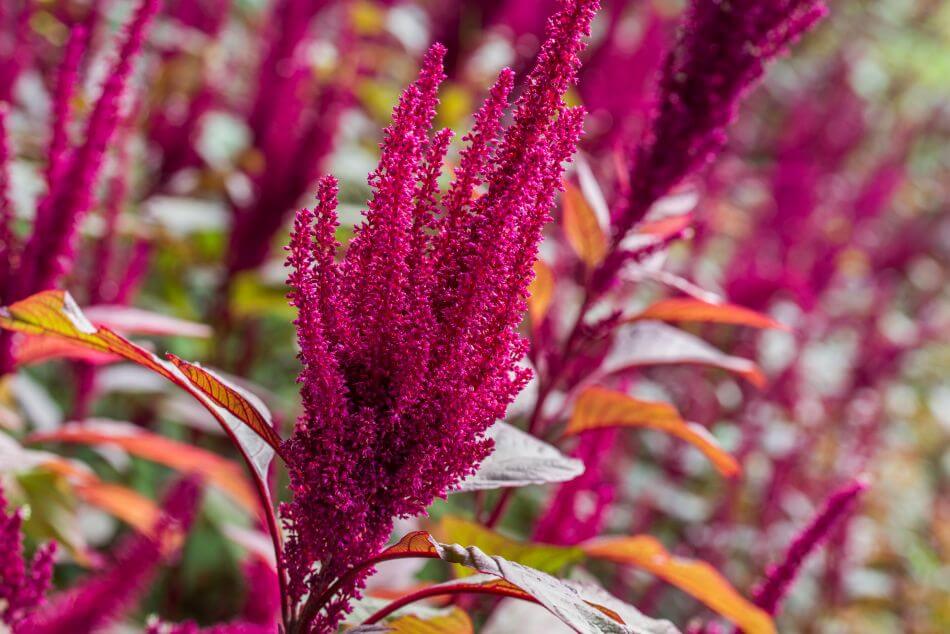 A propos des fleurs d'amarante