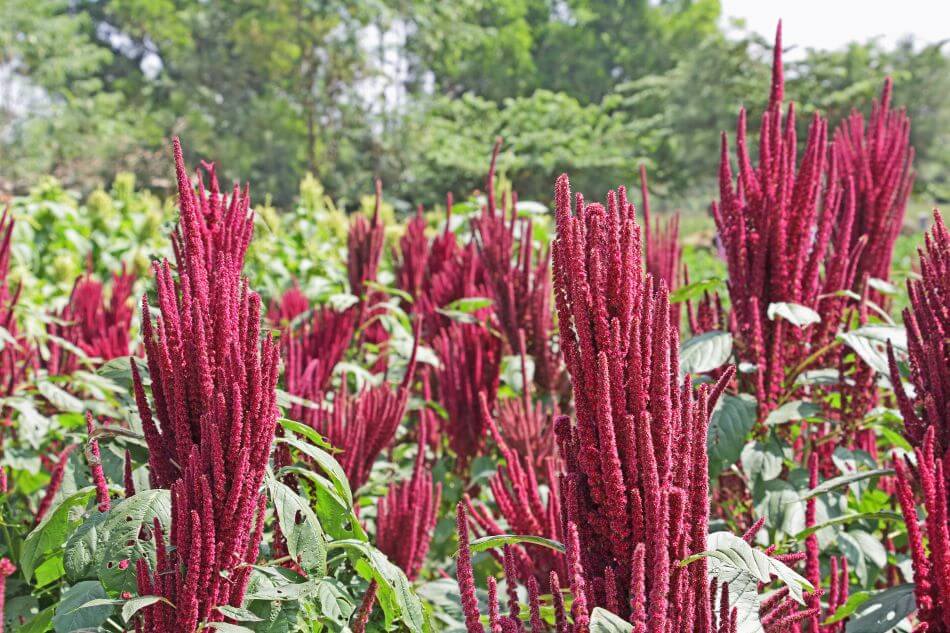 Couleurs des fleurs de l'amarante commune