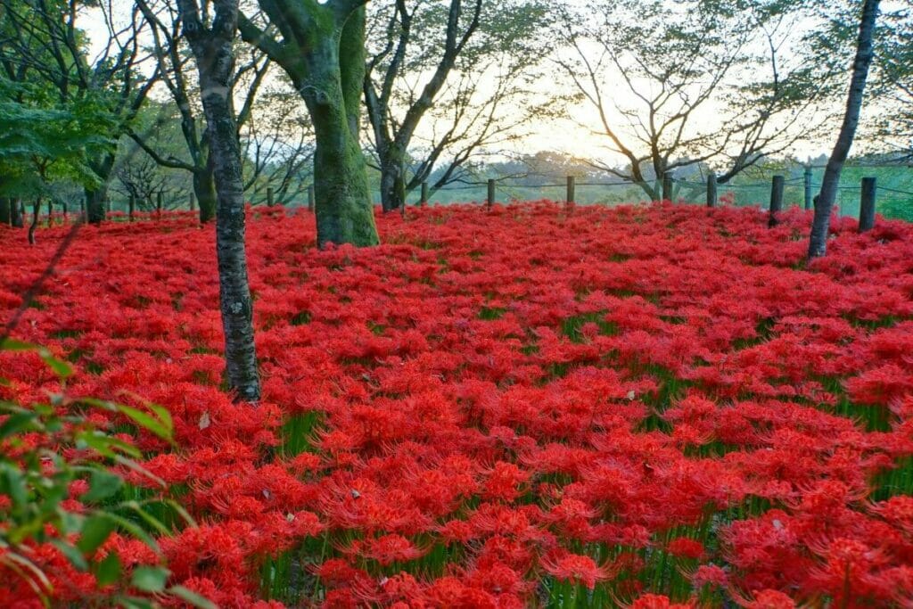 Quand les lys rouges sont-ils de saison ?