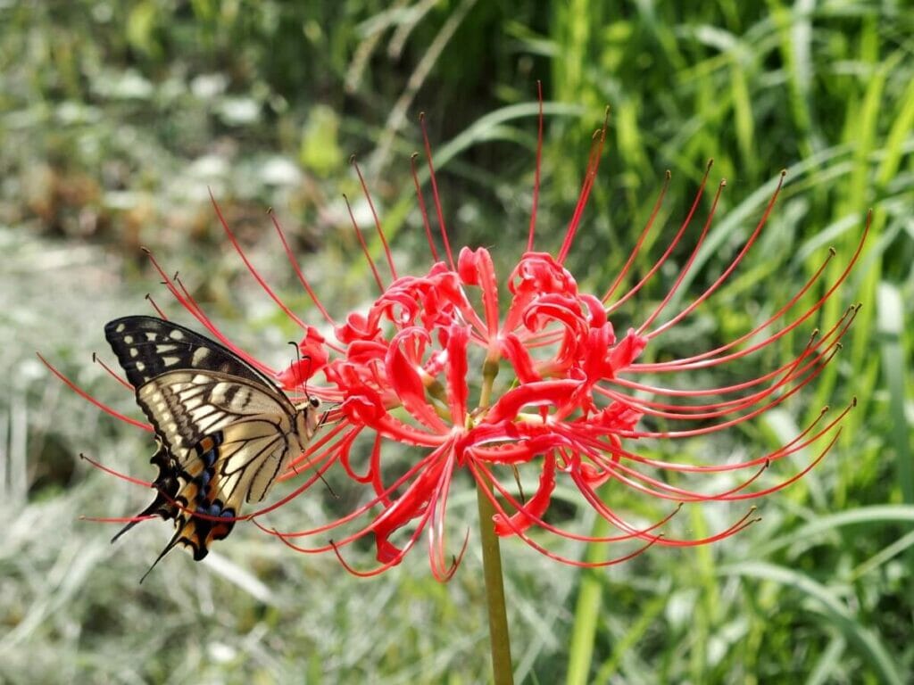 Types populaires de lys araignée rouge
