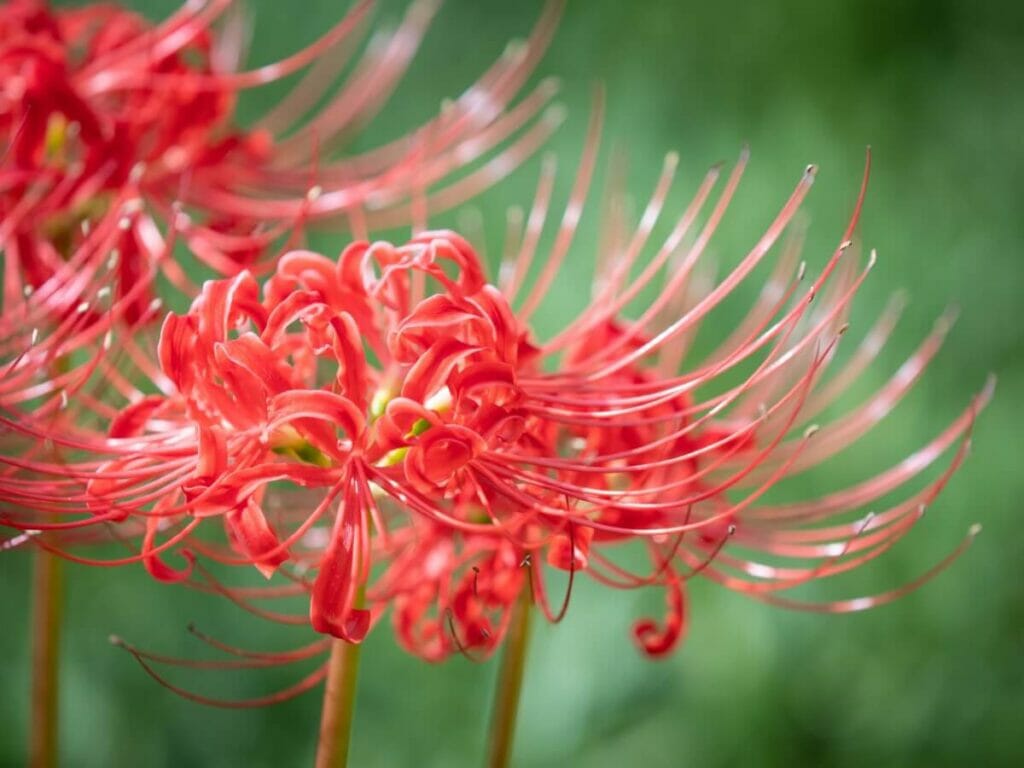 A propos du lis rouge (Lycoris radiata)