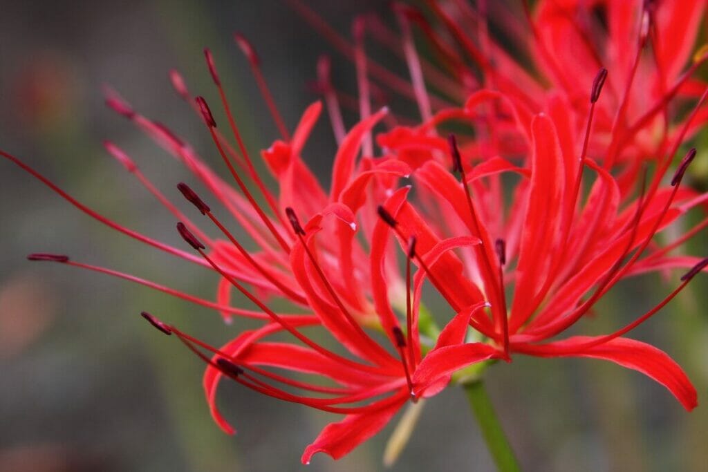 Fêtes d'automne et lys araignée rouge