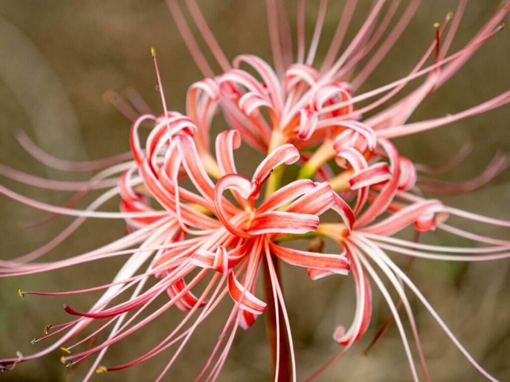 Occasions de cadeaux appropriées pour les lys araignée rouges