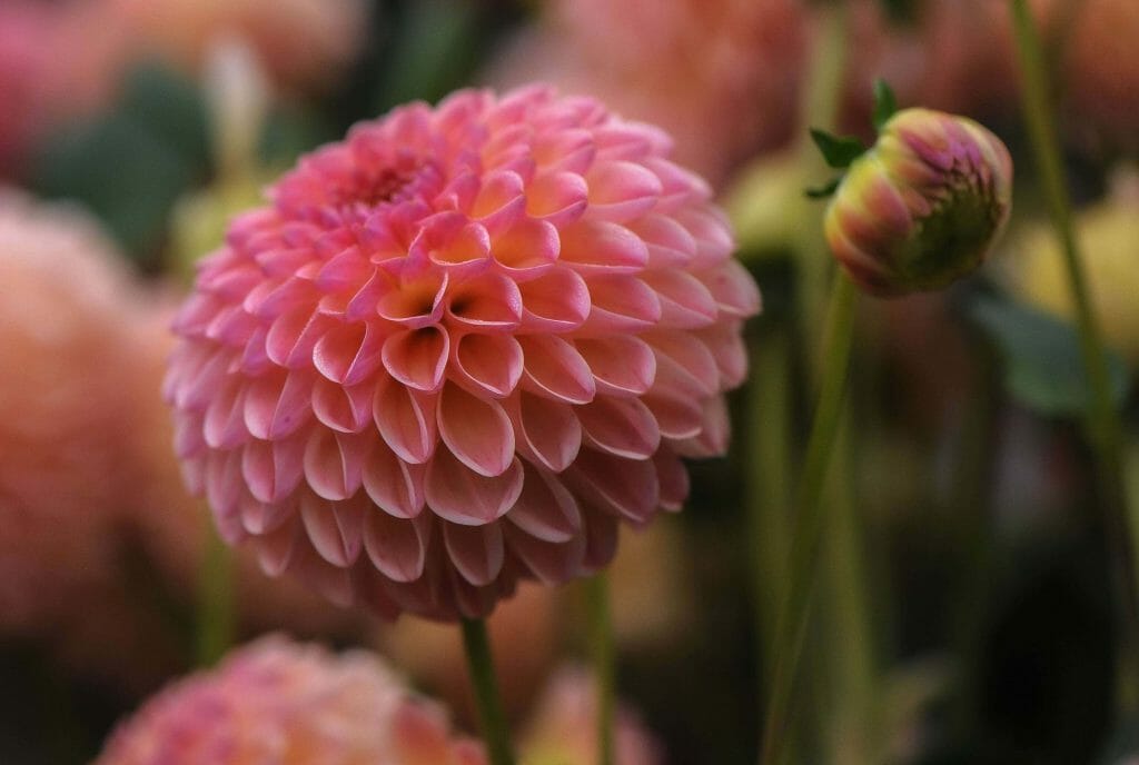 La fleur de dahlia