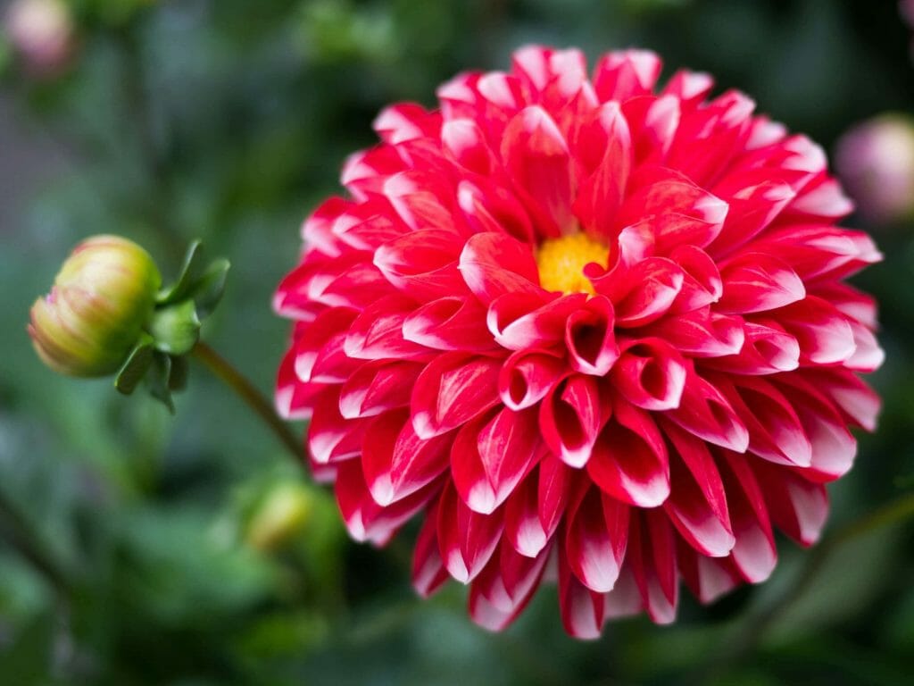 Signification des fleurs de dahlia