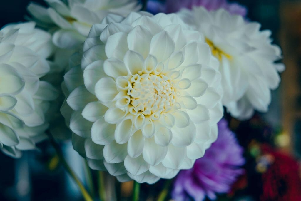 Signification du dahlia blanc