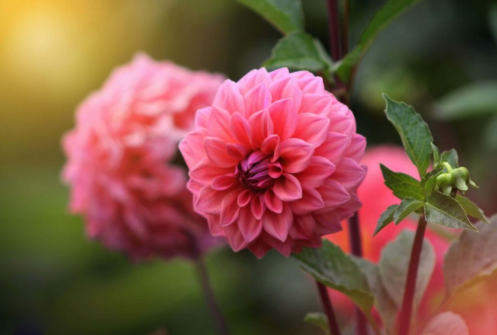 Signification du dahlia rose