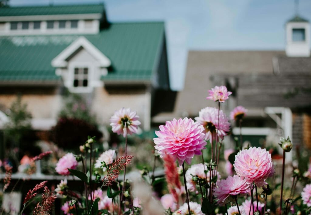 Planter des fleurs de dahlia