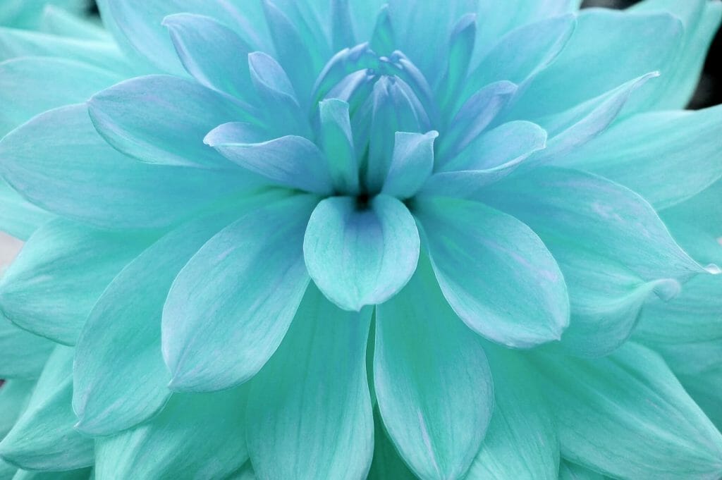 Signification du dahlia bleu