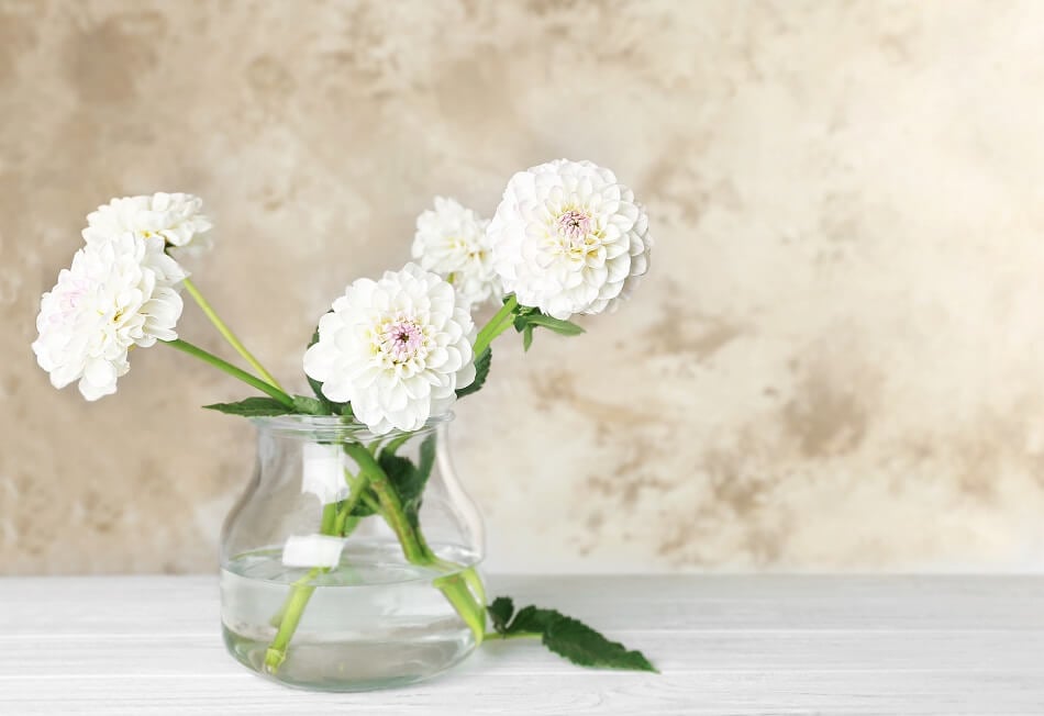 Conseils pour l'entretien des fleurs coupées de dahlia