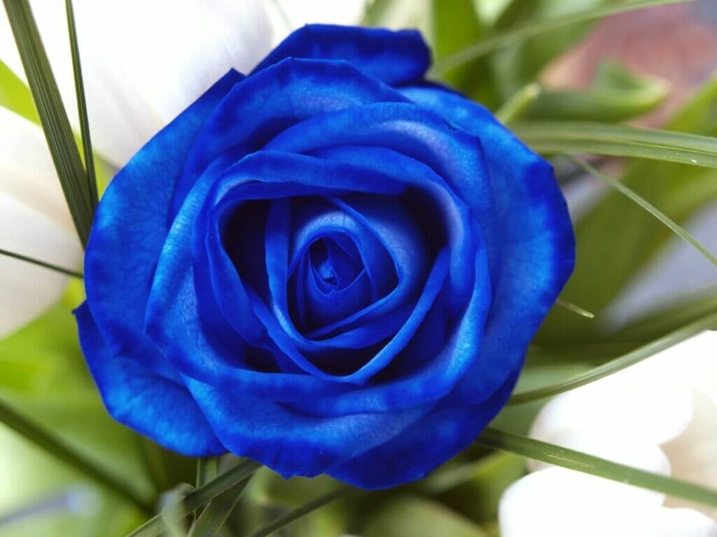 Rose bleue signification et symbolisme
