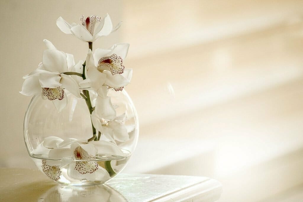 Importance culturelle des fleurs d'orchidées