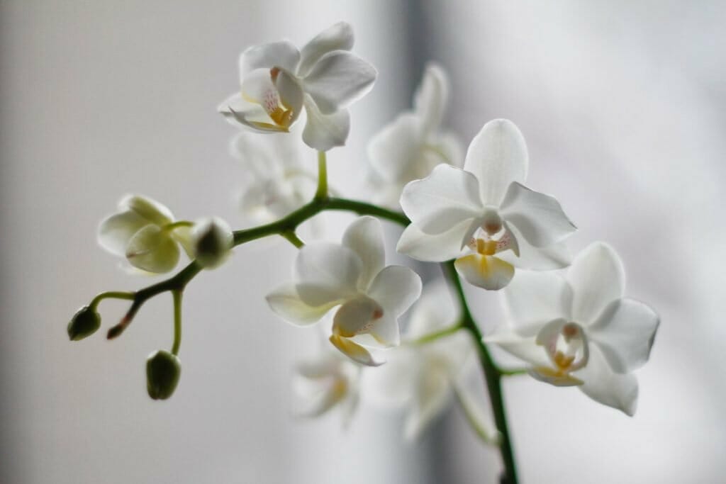 Signification de la fleur d'orchidée
