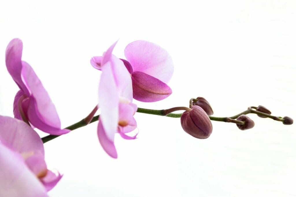 Symbolisme de la fleur d'orchidée