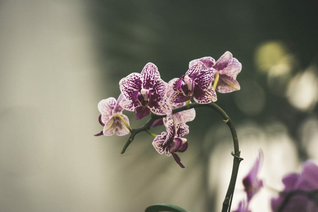 Comment prendre soin des fleurs d'orchidées