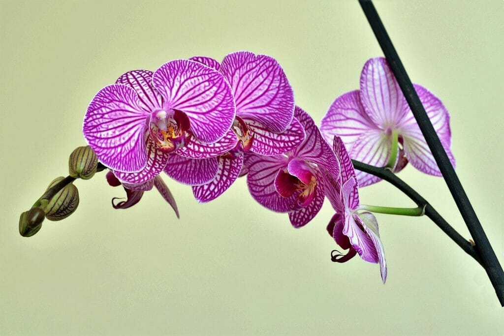 Orchidées pourpres