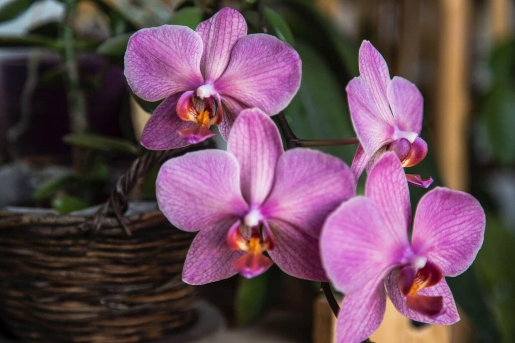Ce qu'il faut savoir quand on achète des fleurs d'orchidées