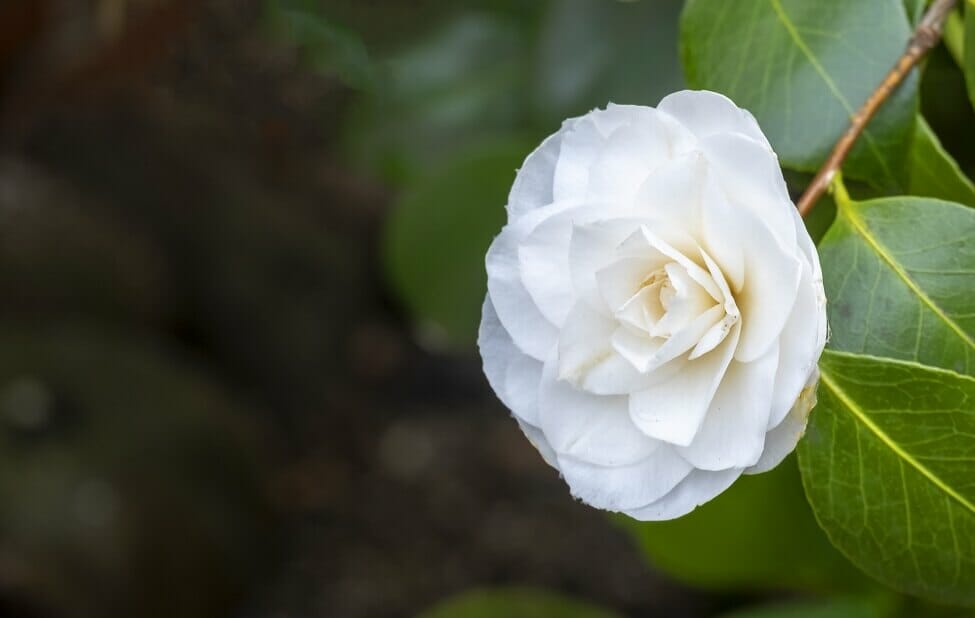 Signification de la fleur de camélia blanc
