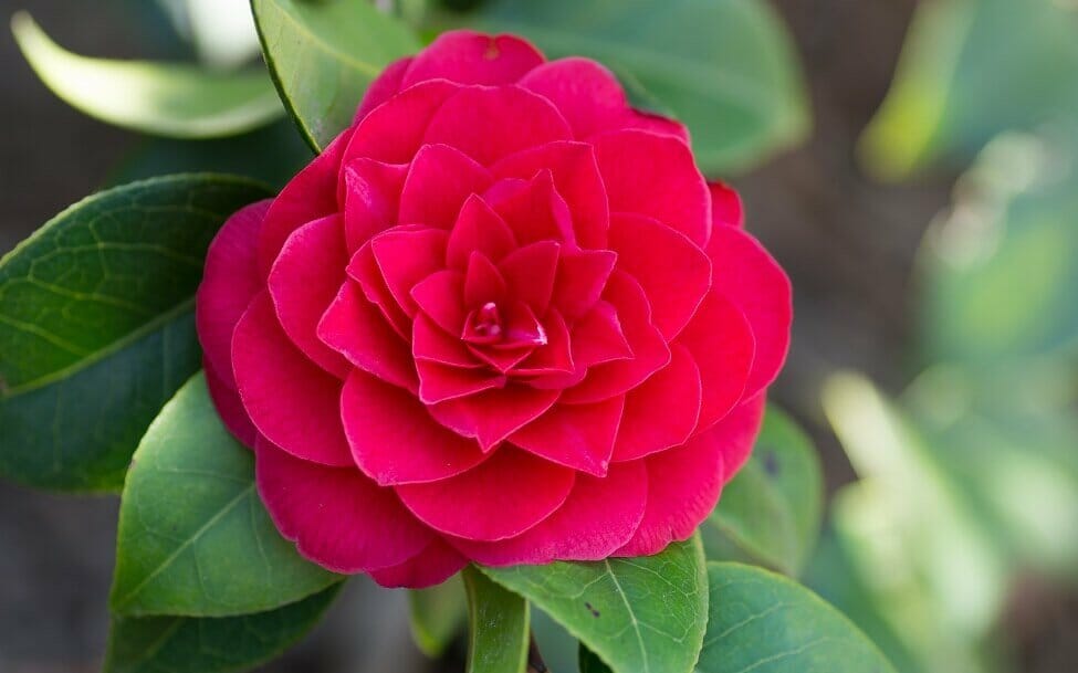 A propos des fleurs de camélia