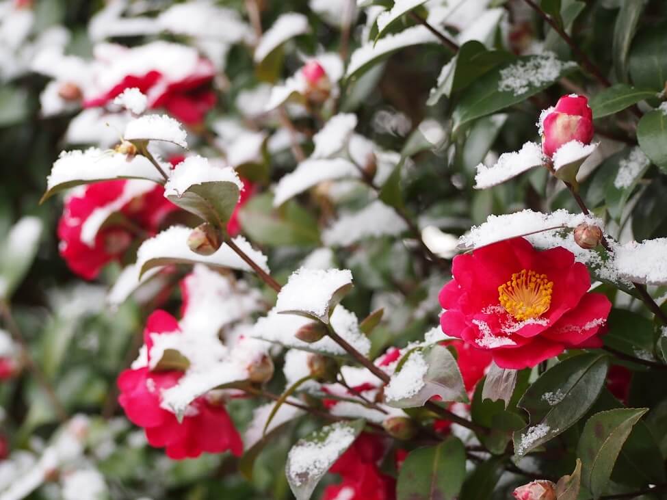 Saisons de croissance des fleurs de camélia